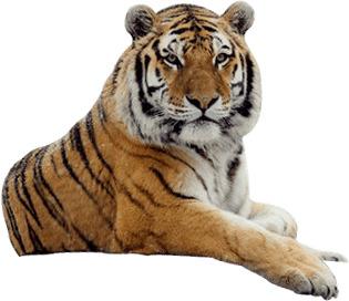 Tiger Looking png transparent