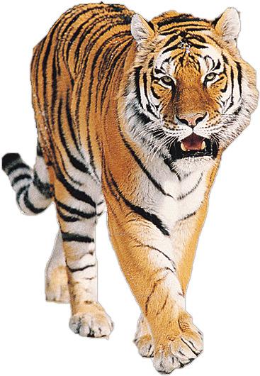 Tiger Roaring png transparent