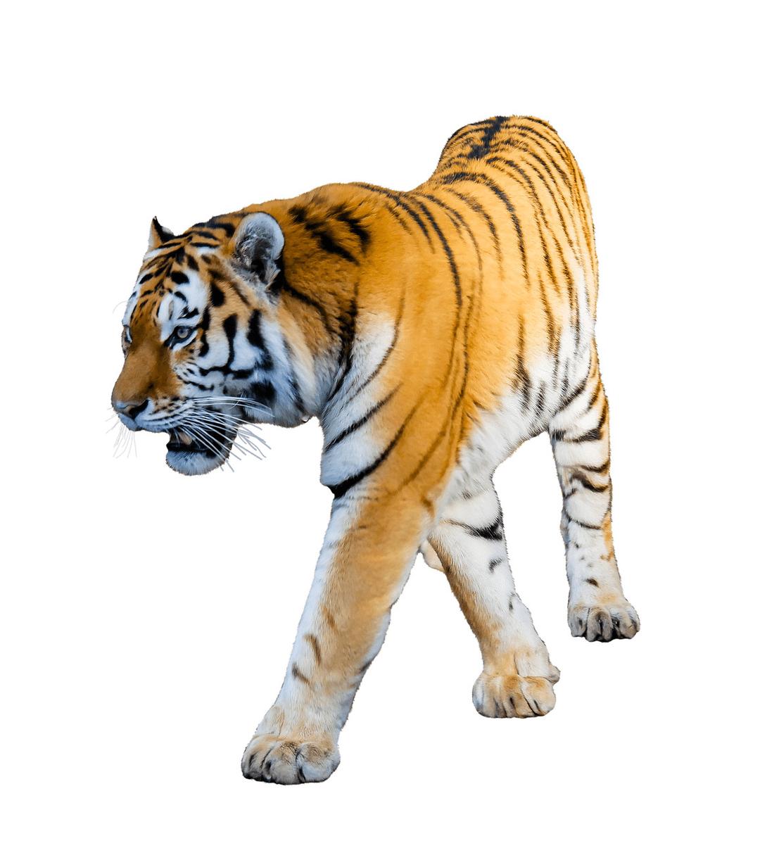 Tiger Walking png transparent