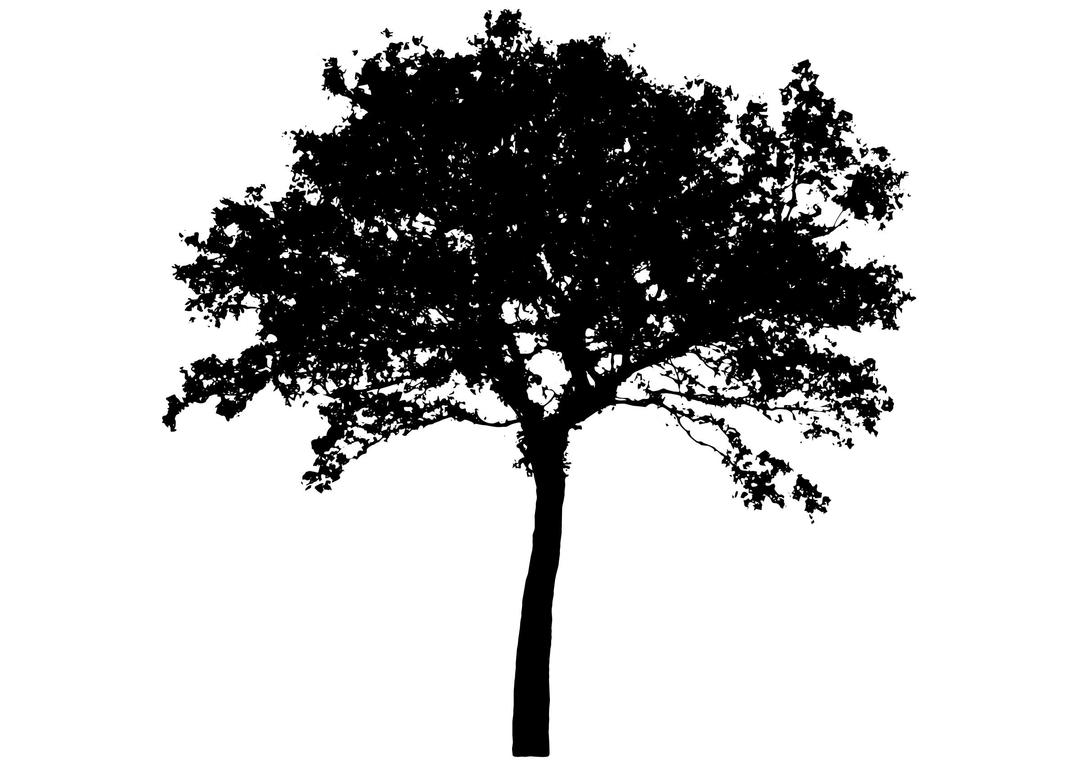 tree silhouette 4 png transparent