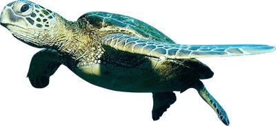 Turtle Close Up png transparent