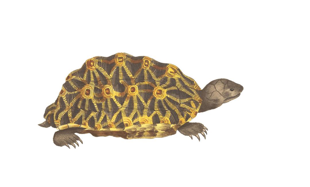 Turtle Green and Yellow png transparent