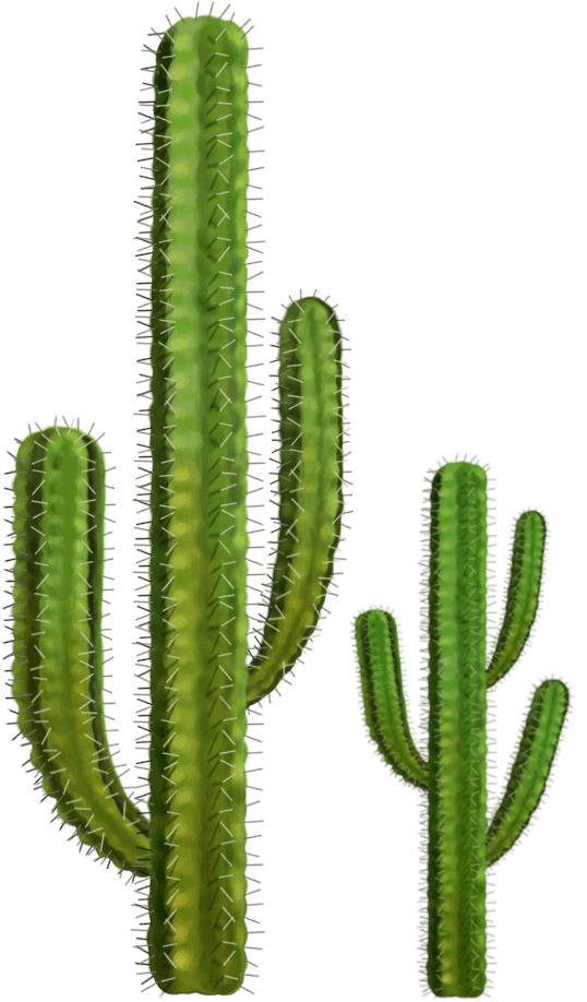 Two Cactuses png transparent