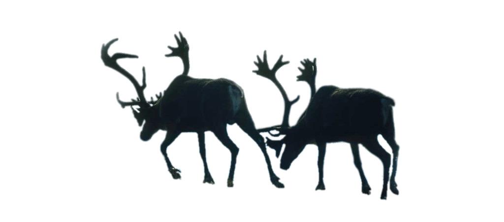Two Walking Reindeer (Caribou) png transparent