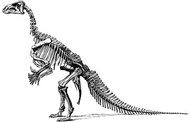 Tyrannosaurus Fossil Skeleton png transparent