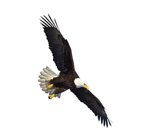 Us Eagle Flying png transparent