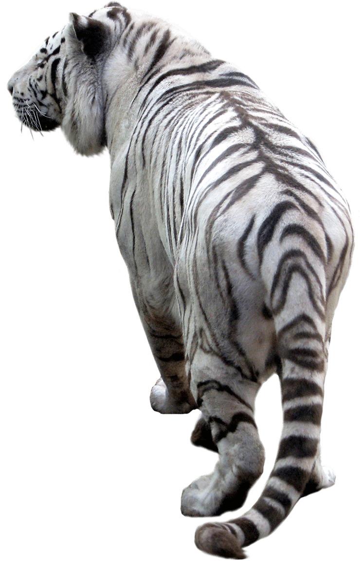 White Tiger Back png transparent