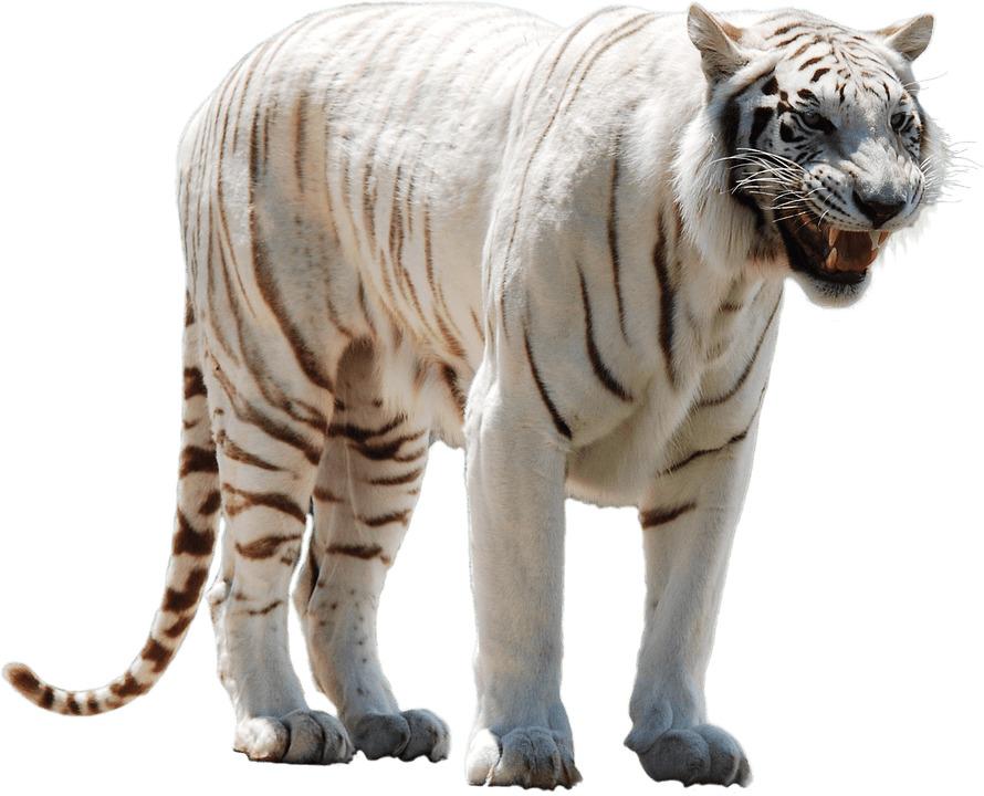 White Tiger Nervous png transparent