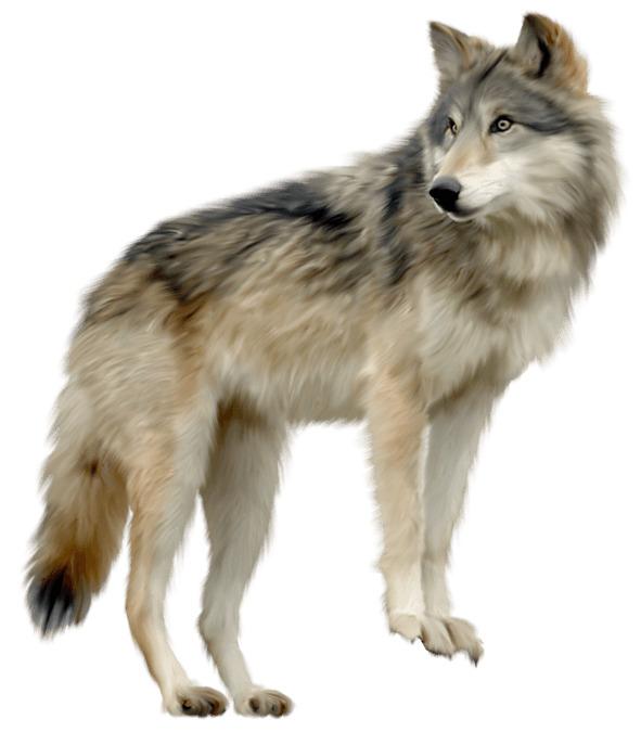 Wolf Looking Sideview png transparent
