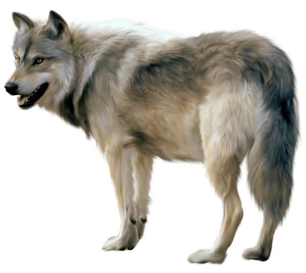 Wolf Sideview png transparent