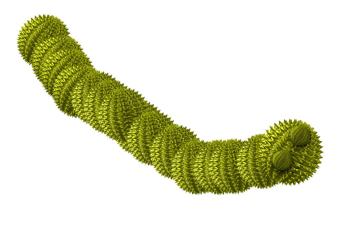 Worm Green Spiky png transparent