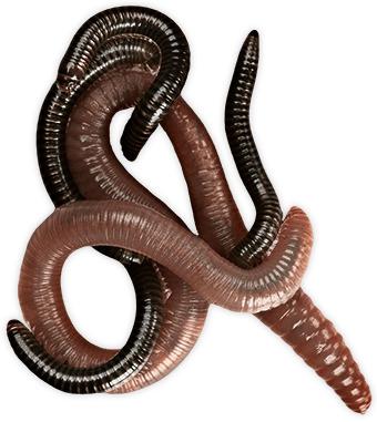 Worms Group png transparent