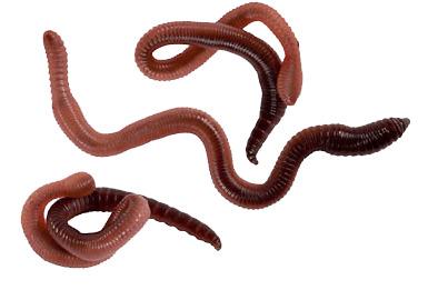 Worms Three png transparent