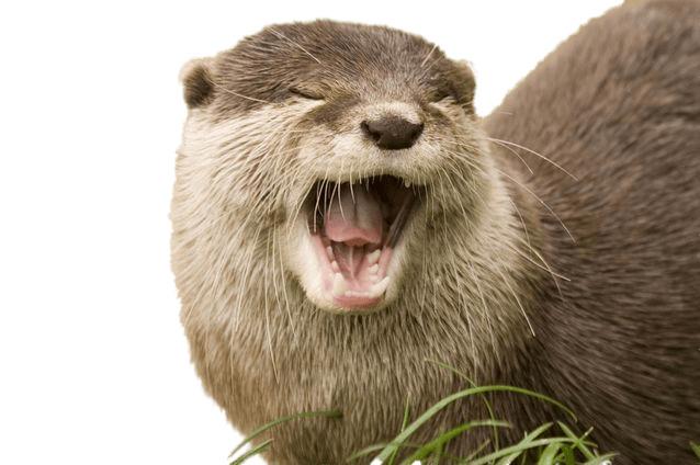 Yawning Otter png transparent