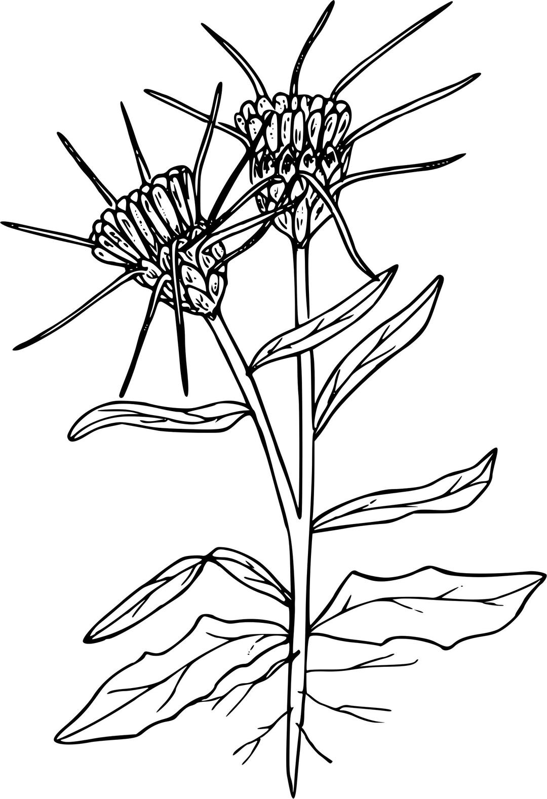 Yellow star thistle png transparent