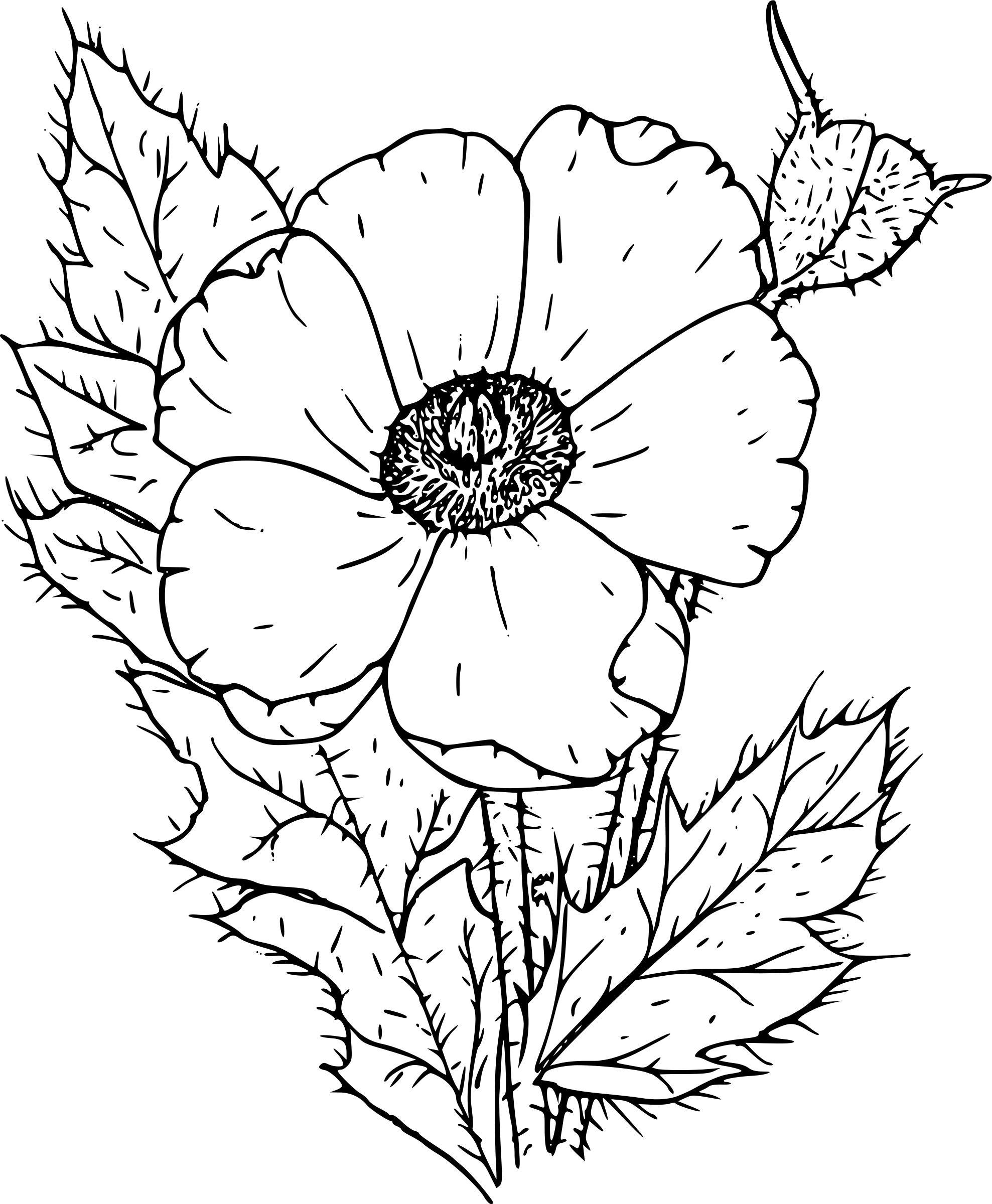 Prickly poppy Icons PNG - Free PNG and Icons Downloads