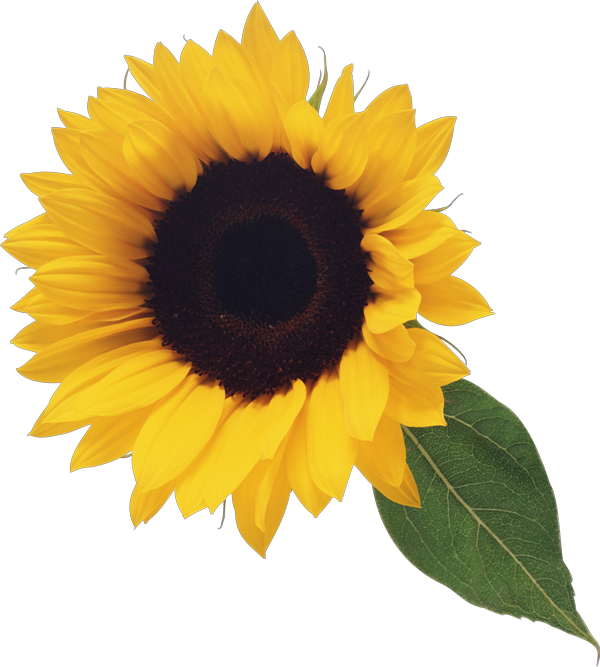 Fall Sunflower geeen leaf clip art icons png preview