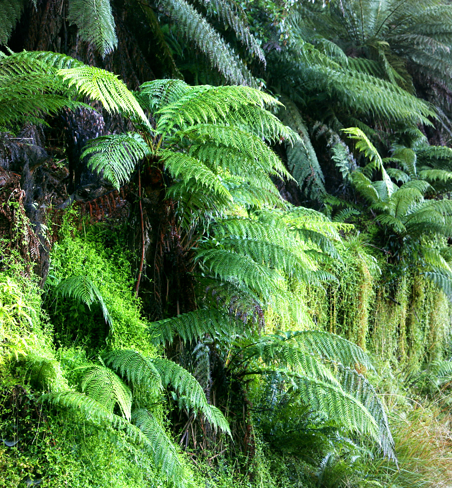 Green Plant Background icons png free download