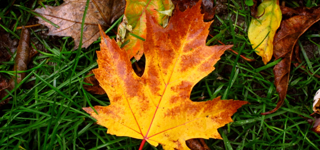 Nature Grass Maple Leaf image icons png free download