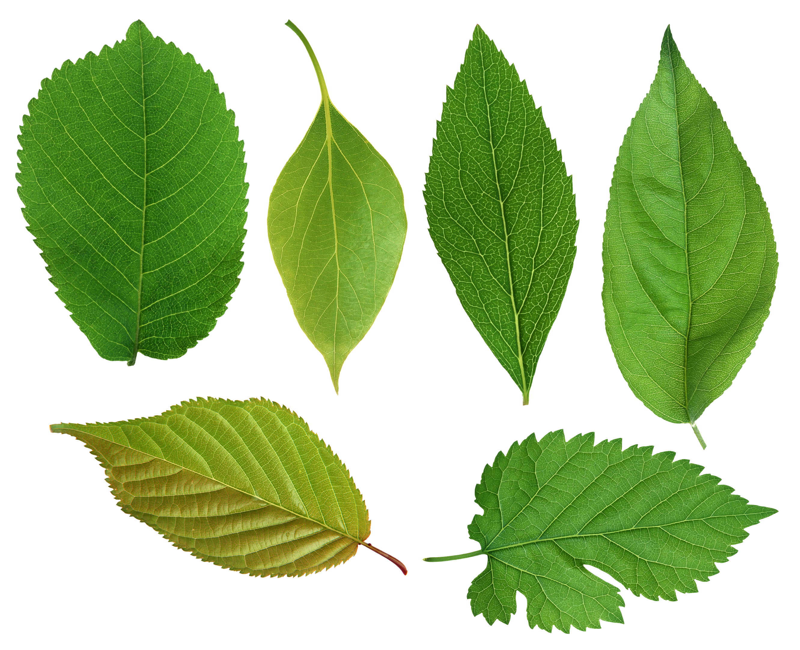 Professional Green Leaves Png icons png free download