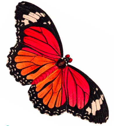 Red Butterfly Picture icons png preview