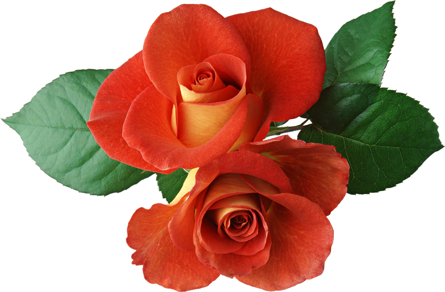 Red Rose with green leaves icons png preview