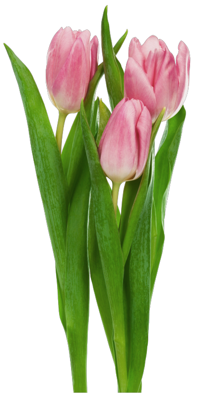 Tree Pink Tulips icons png preview